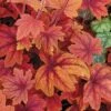 Heucherella 'Sweet Tea' -Park Seed® Shop 31561