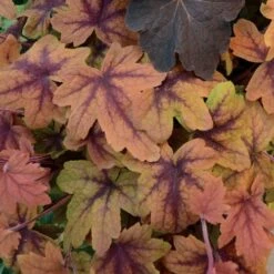Heucherella 'Sweet Tea' -Park Seed® Shop 31561 2