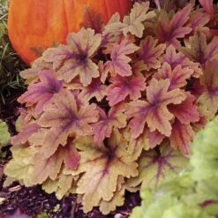 Heucherella 'Sweet Tea' -Park Seed® Shop 31561 3