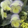 'Etain' Violet -Park Seed® Shop 31578