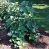 Park Seed Cucumber Trellis -Park Seed® Shop 32237