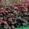 Heuchera 'Palace Purple' 1 Heuchera 'Palace Purple' -Park Seed® Shop 32543