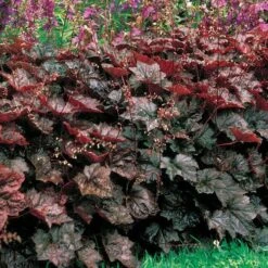 Heuchera 'Palace Purple'