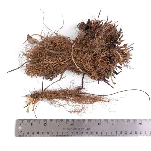 Fragaria Eversweet™ Strawberry 4 Fragaria Eversweet™ Strawberry - Image 2