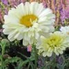 Leucanthemum 'Real Dream' 1 Leucanthemum 'Real Dream' -Park Seed® Shop 35287