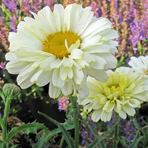 Leucanthemum 'Real Dream' 3 Leucanthemum 'Real Dream'