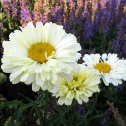 Leucanthemum 'Real Dream' 12 Leucanthemum 'Real Dream' -Park Seed® Shop 35287 1