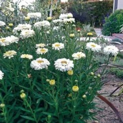 Leucanthemum 'Real Dream' 14 Leucanthemum 'Real Dream' -Park Seed® Shop 35287 3
