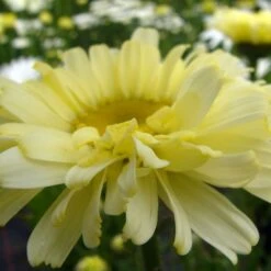 Leucanthemum 'Real Dream' 16 Leucanthemum 'Real Dream' -Park Seed® Shop 35287 5