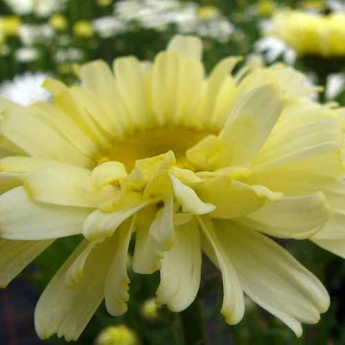 Leucanthemum 'Real Dream' 9 Leucanthemum 'Real Dream' - Image 7