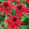 Echinacea 'Eccentric' 2 Echinacea 'Eccentric' -Park Seed® Shop 35614
