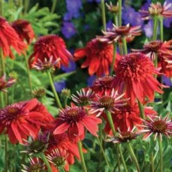 Echinacea 'Eccentric' 7 Echinacea 'Eccentric' -Park Seed® Shop 35614 2