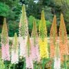 Ruiter's Hybrid Foxtail Lily Mix Bulbs -Park Seed® Shop 35617 pk 3