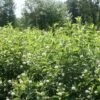 Cephalanthus Sugar Shack® Dwarf Buttonbush -Park Seed® Shop 36050