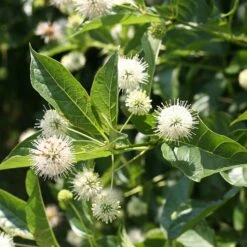 Cephalanthus Sugar Shack® Dwarf Buttonbush -Park Seed® Shop 36050 4