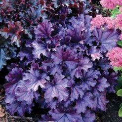 Heuchera Forever® Purple