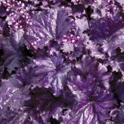 Heuchera Forever® Purple -Park Seed® Shop 36329 2
