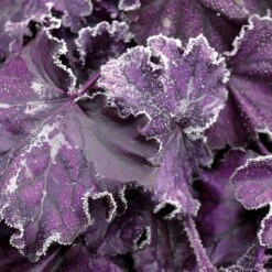 Heuchera Forever® Purple -Park Seed® Shop 36329 3