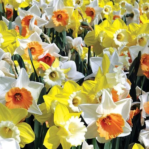 Citrus Splash Mix Daffodil Bulbs 3 Citrus Splash Mix Daffodil Bulbs