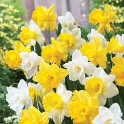 Welcoming Trumpets Mix Daffodil Bulbs
