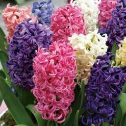 Pastel Perfection Hyacinth Mix Bulbs
