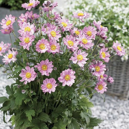 Fantasy™ Pocahontas Windflower 3 Fantasy™ Pocahontas Windflower