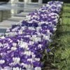 'Purple Fiction' Crocus Bulbs -Park Seed® Shop 36467 pk 20