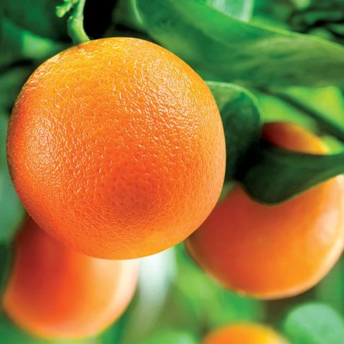 Citrus 'Washington' Navel Orange Tree 5 Citrus 'Washington' Navel Orange Tree - Image 3