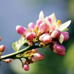 Citrus 'Meyer' Lemon Tree -Park Seed® Shop 36490 2