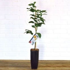 Citrus 'Meyer' Lemon Tree -Park Seed® Shop 36490 3