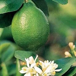 Citrus 'Bearss' Lime Tree