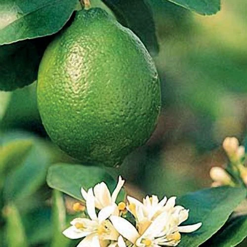 Citrus 'Bearss' Lime Tree 3 Citrus 'Bearss' Lime Tree
