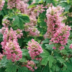 Hydrangea Gatsby Pink® Oakleaf Hydrangea