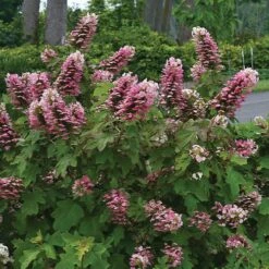 Hydrangea Gatsby Pink® Oakleaf Hydrangea -Park Seed® Shop 36995 3