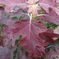 Hydrangea Gatsby Pink® Oakleaf Hydrangea -Park Seed® Shop 36995 8