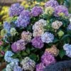 Endless Summer® BloomStruck® Hydrangea -Park Seed® Shop 37225