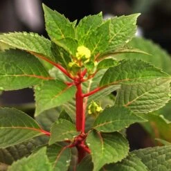 Endless Summer® BloomStruck® Hydrangea -Park Seed® Shop 37225 2