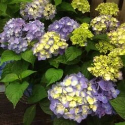 Endless Summer® BloomStruck® Hydrangea -Park Seed® Shop 37225 3