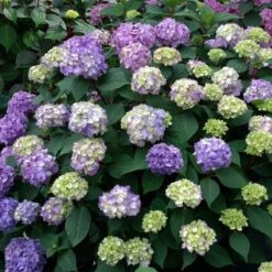 Endless Summer® BloomStruck® Hydrangea -Park Seed® Shop 37225 4