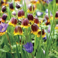 Fritillaria Anemone Fairy Tale Blend Bulbs