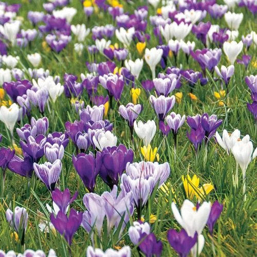 Delft Blue Blend Crocus Bulbs 3 Delft Blue Blend Crocus Bulbs