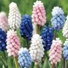'Color Festival' Grape Hyacinth Mix Bulbs