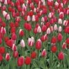Perennial Delight Mix Tulip Bulbs 2 Perennial Delight Mix Tulip Bulbs -Park Seed® Shop 37827 pk 10