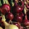 Red Wing Hybrid Onion Sets -Park Seed® Shop 38125 pk 60