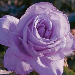 Blue Girl® Hybrid Tea Rose