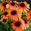 Echinacea Butterfly™ Rainbow Marcella Coneflower 2 Echinacea Butterfly™ Rainbow Marcella Coneflower -Park Seed® Shop 38194