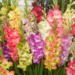 Parrot Mix Gladiolus Bulbs