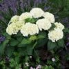 Hydrangea Everlasting® Bride Bigleaf Hydrangea 2 Hydrangea Everlasting® Bride Bigleaf Hydrangea -Park Seed® Shop 38292