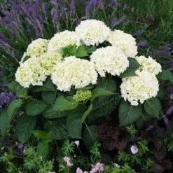 Hydrangea Everlasting® Bride Bigleaf Hydrangea