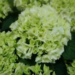 Hydrangea Everlasting® Bride Bigleaf Hydrangea -Park Seed® Shop 38292 2